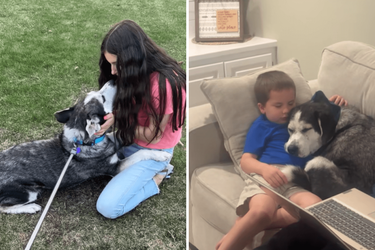 Senior Dog Not Used to Being Around Children Adopted, Tears at What Happens