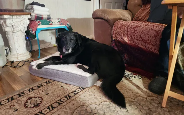 Thelma in her new forever home.