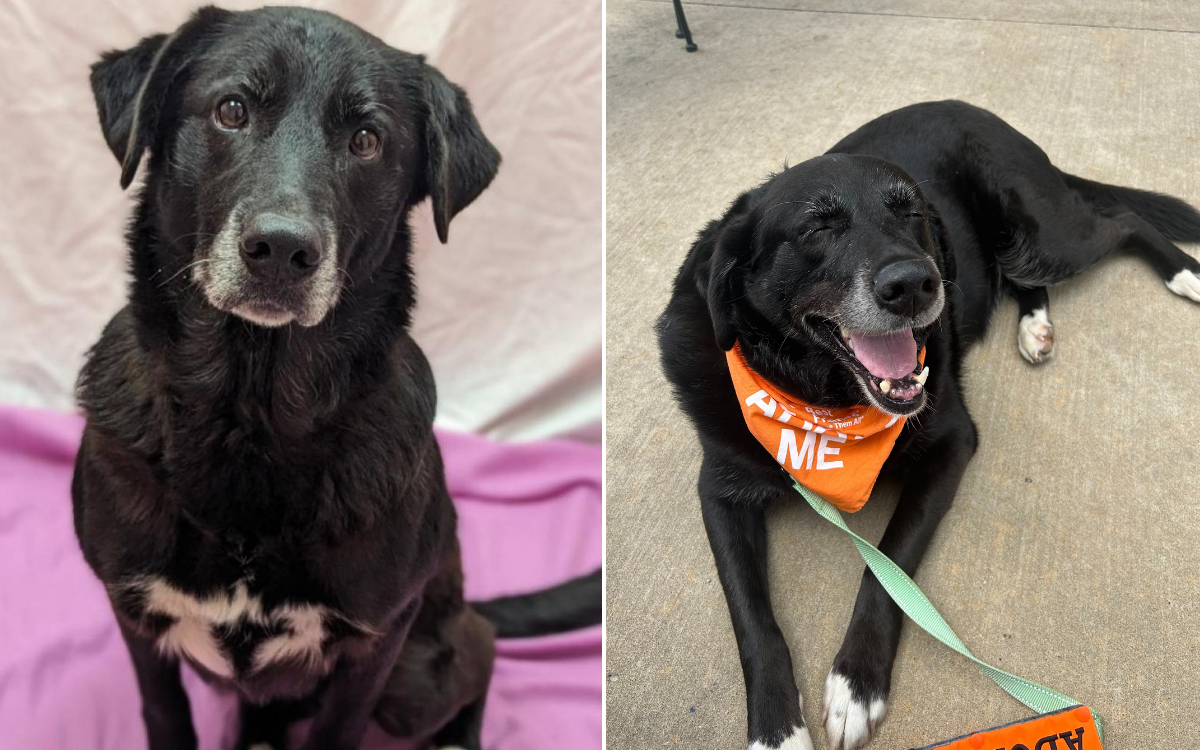 Senior Shelter Dog Went Years Without Family&ndash;Chance Encounter Changed That