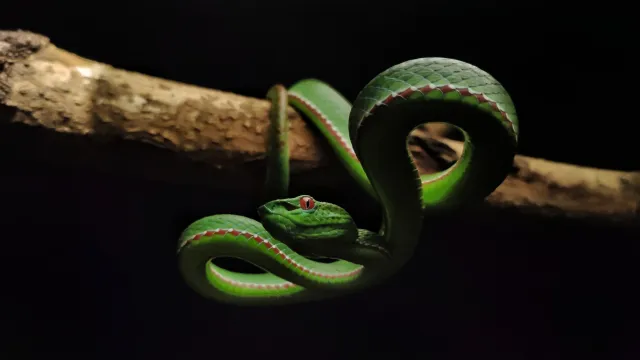 COVID Vaccine Tech May Reduce Disabilities in Snakebite Victims