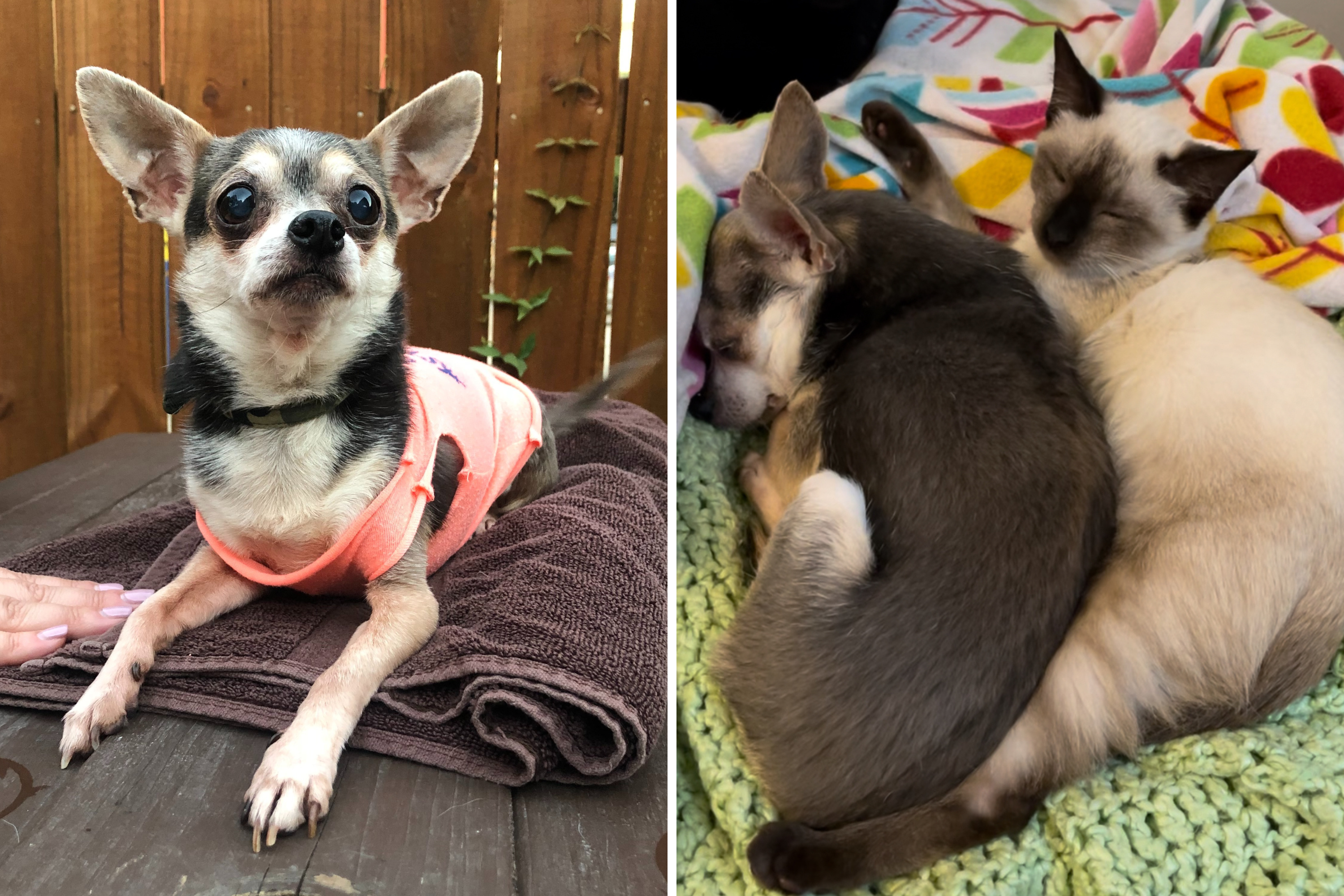 Tears at Face of Tiny Chihuahua Who Dedicated Life to Helping Shelter Pets