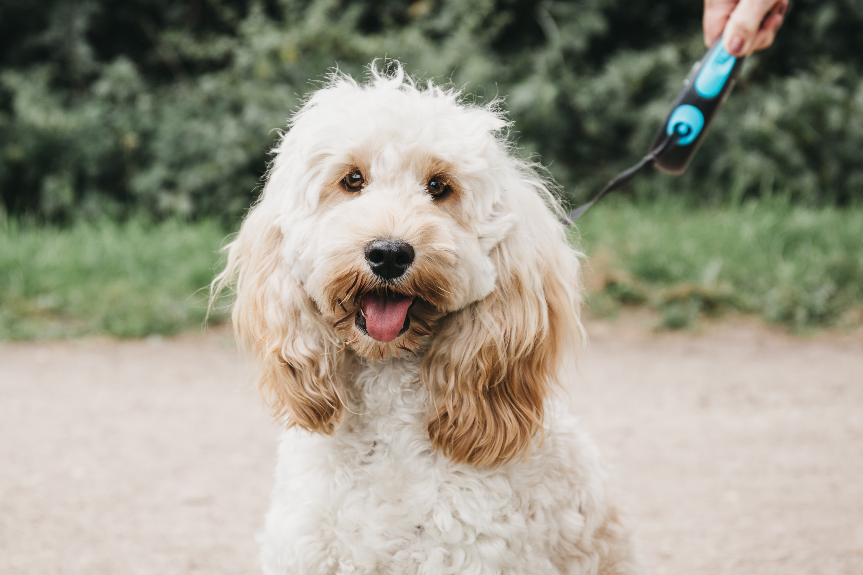 Owner Can't Cope With What Cockapoo Does When He Spots a Ladder: 'Evolving'