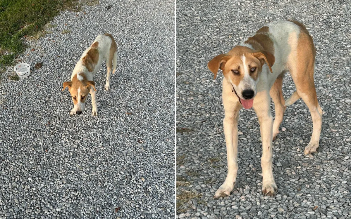 Dog Found Abandoned on Rural Back Roads, Then Rescuers Realize Why ...