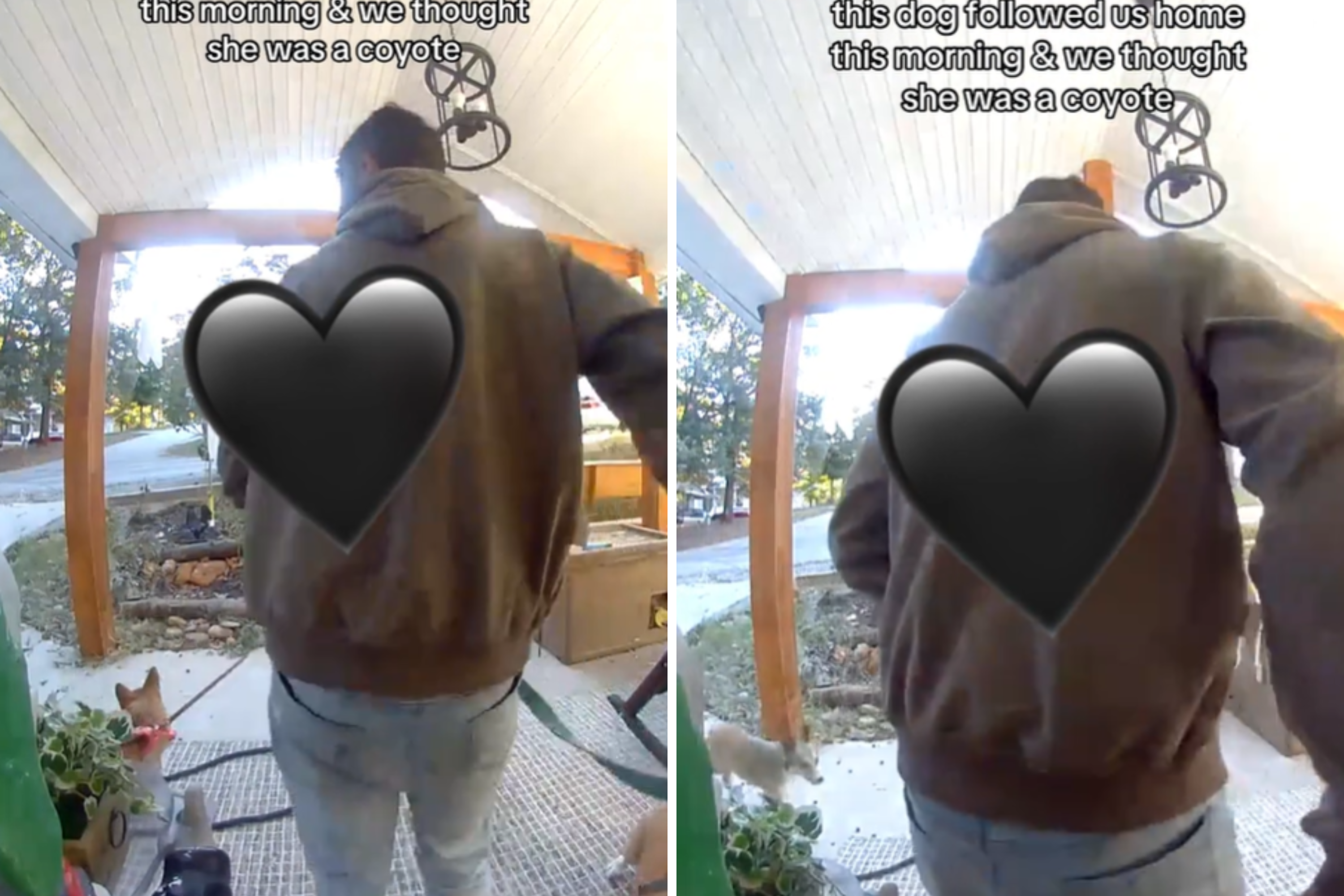 Doorbell Cam Shows Family Run From ‘Coyote’—Then Comes Realization