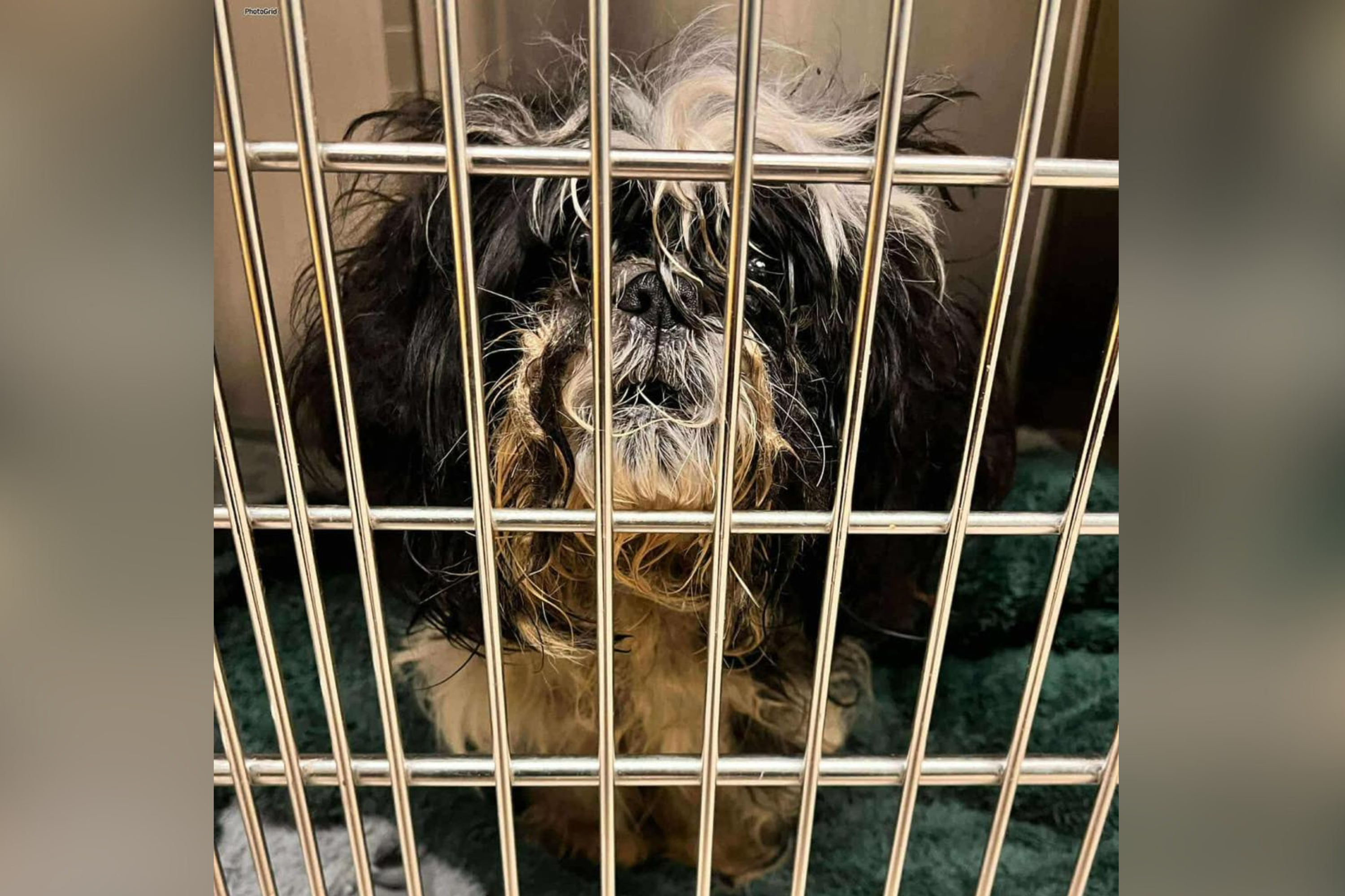 Shelter’s Plea for ‘Gremlin With Violent Intent’ To Be Adopted Goes Viral