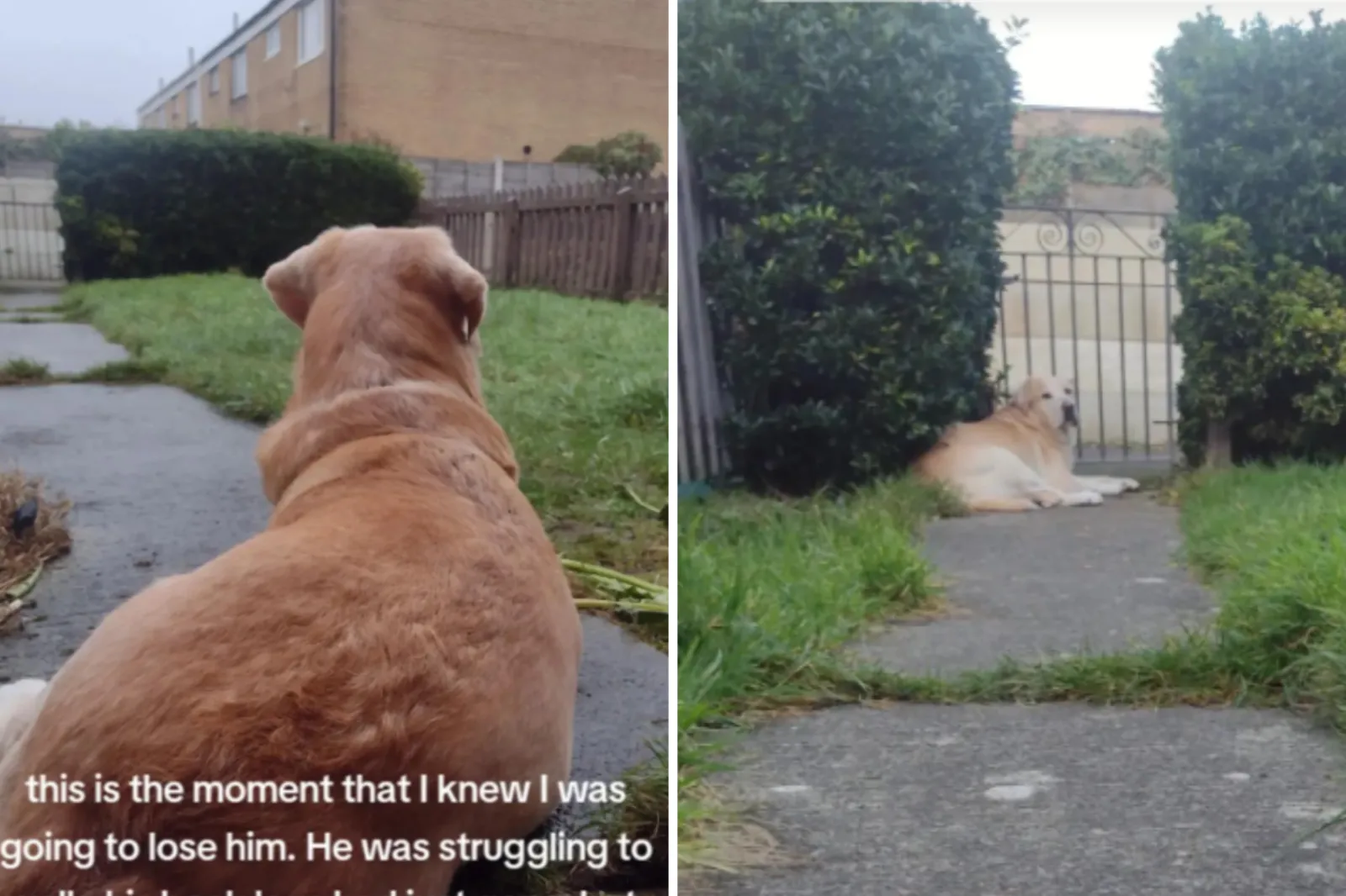 Heartbreaking Moment Senior Dog Owner Knew She Was Going To Lose Him