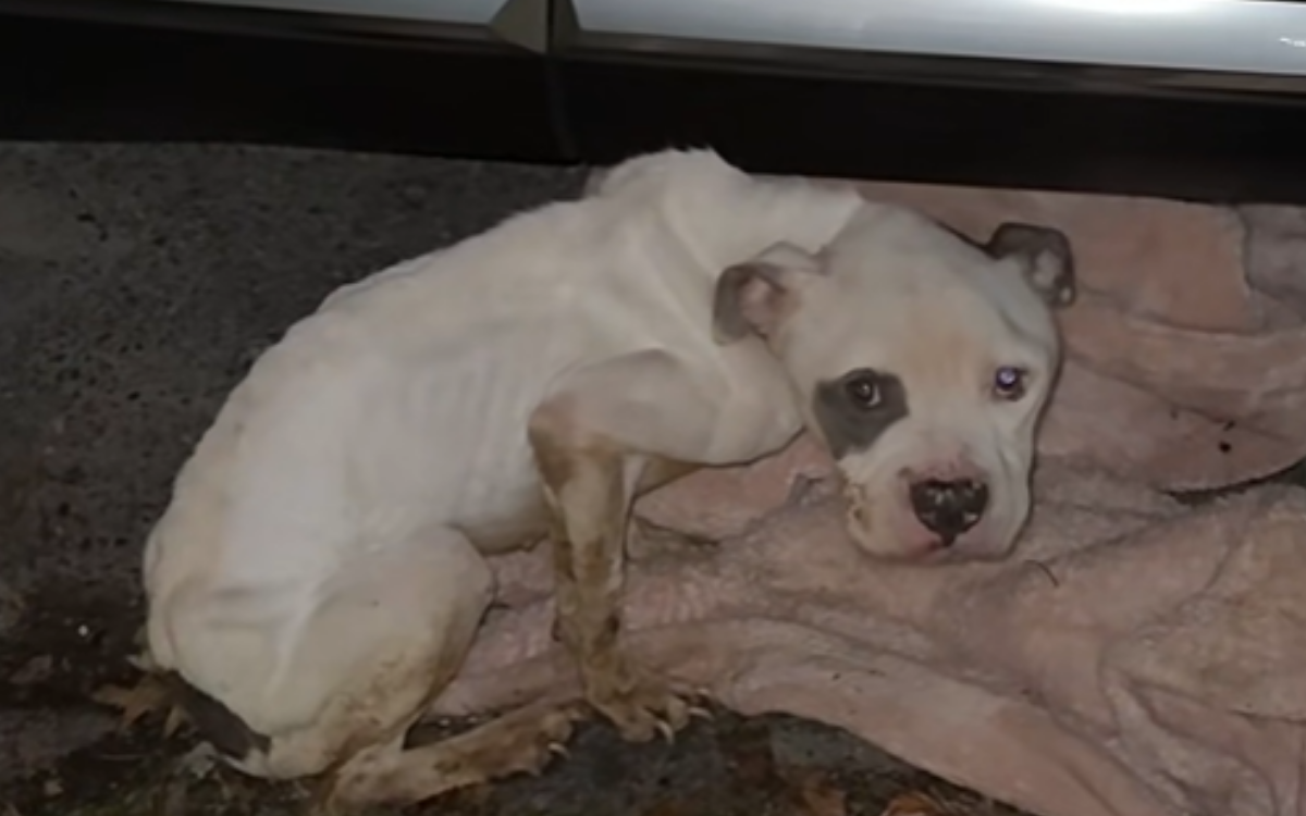 Abandoned Dog Takes Shelter Under Woman's Car, Tears at What Comes Next