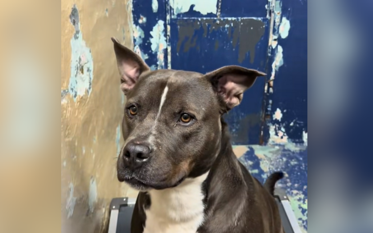 Heartbreak at Dog 'Losing Hope' After 450 Days in Shelter With No Interest