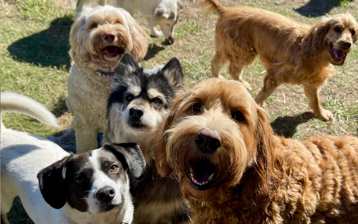 America’s Most-Popular Dog Names in 2025 Have Been Revealed