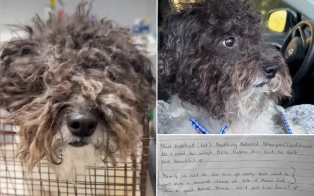 Entregue um cão de abrigo com um bilhete.