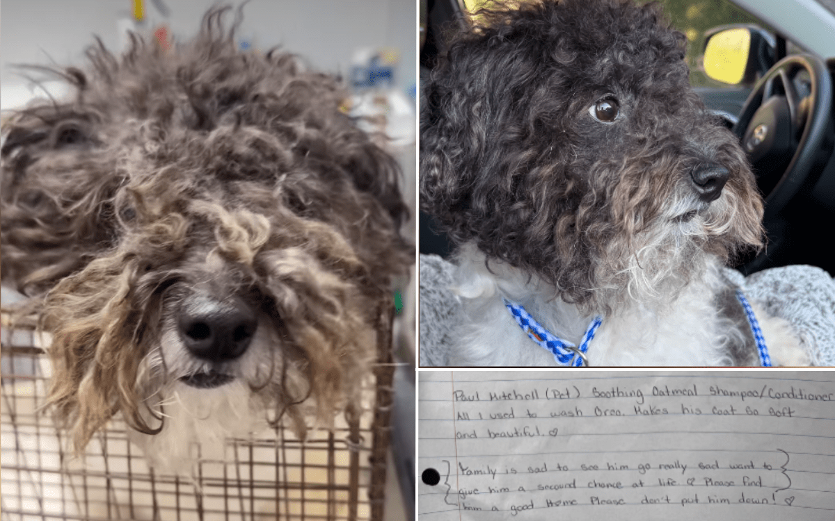 Dog Surrendered To Shelter With Note, What It Said ‘Destroyed’ Rescuers