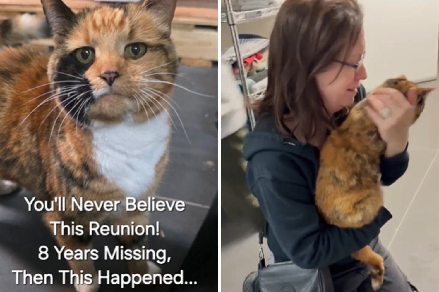 Cat Brought To Rescue, Staff Not Prepared for the Truth Microchip Reveals