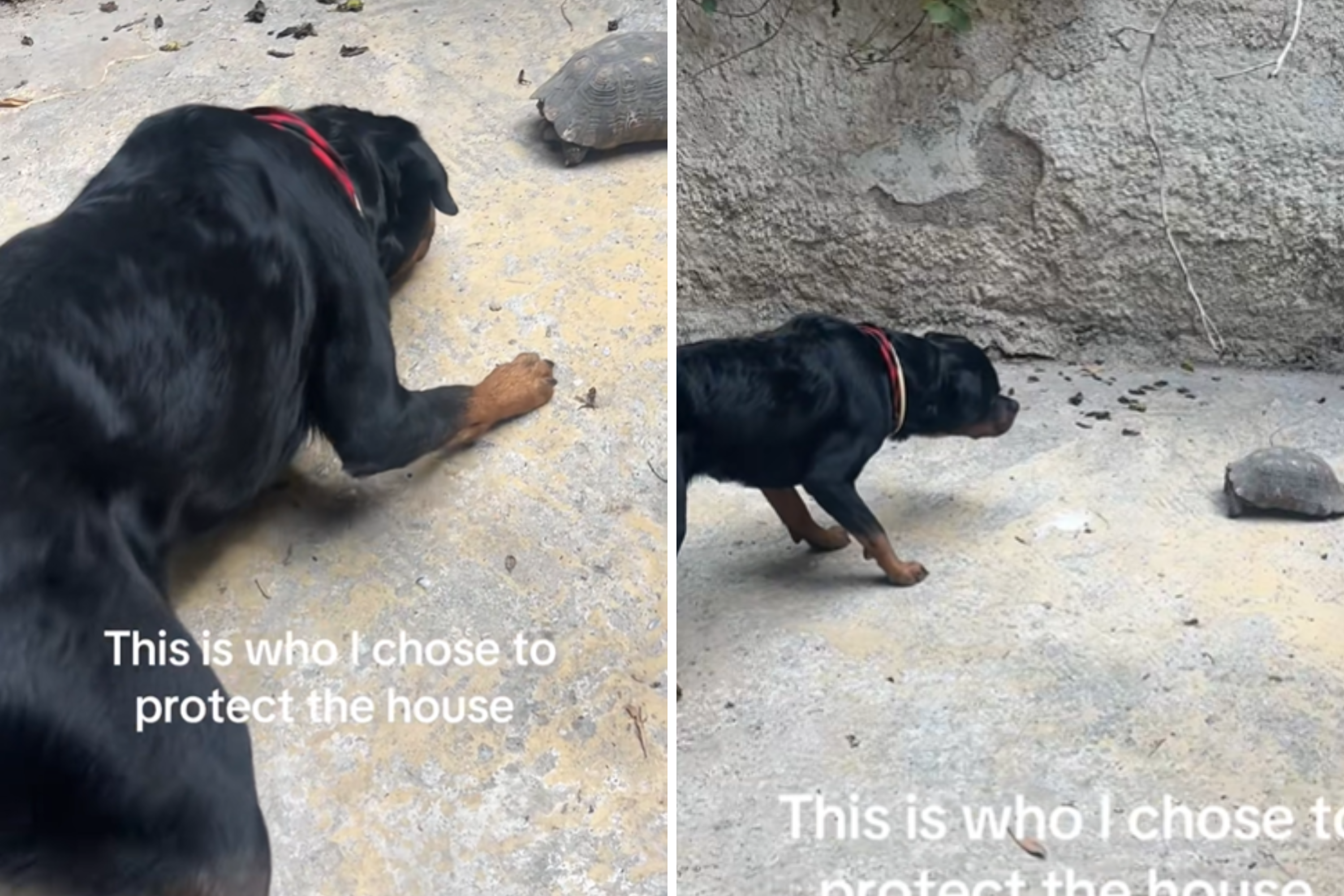 Trembling Rottweiler Determined To ‘Protect’ House—Then Owner Realizes Why