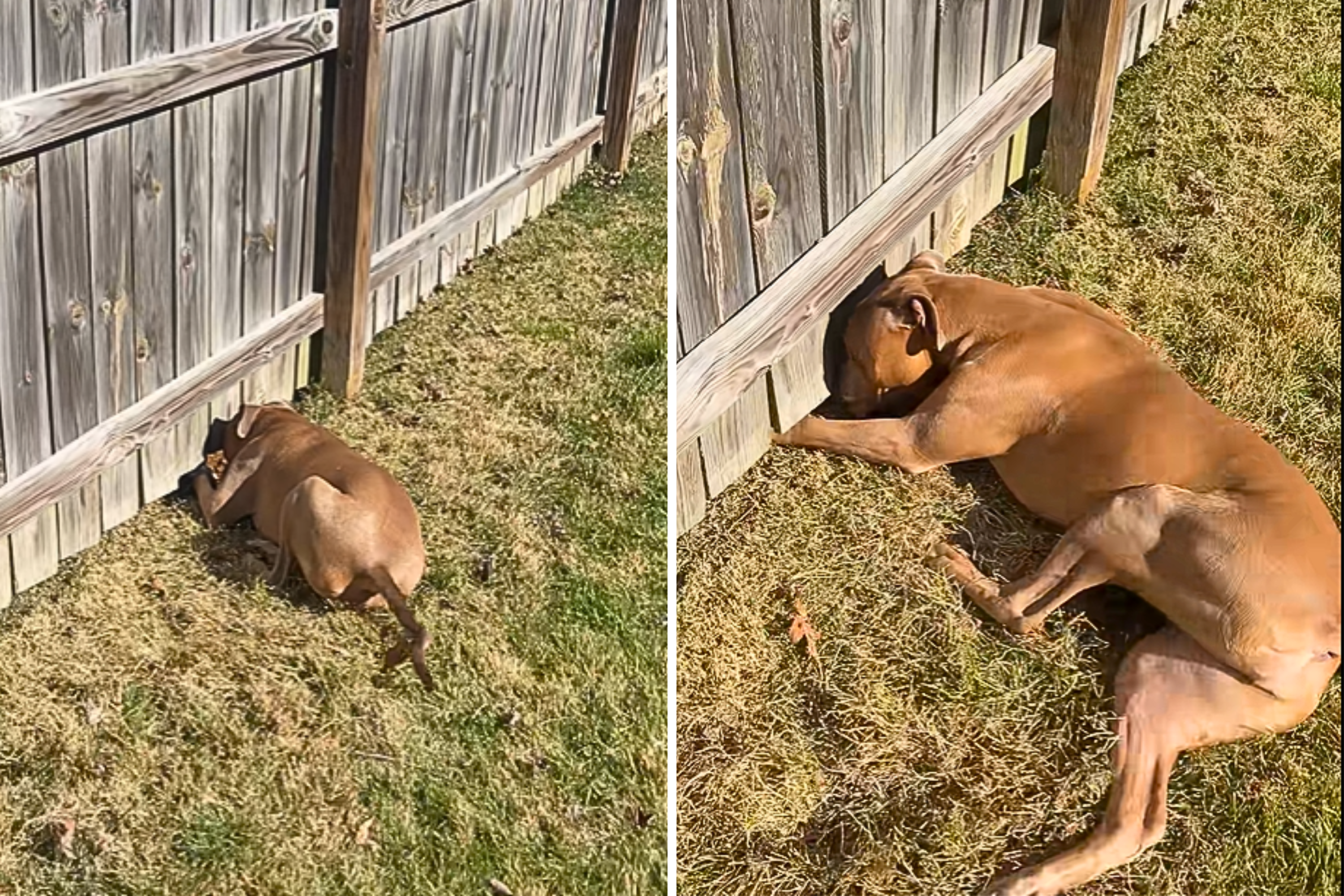 Tears at Lengths Dog Will Go Through To Play With Best Friend Next Door