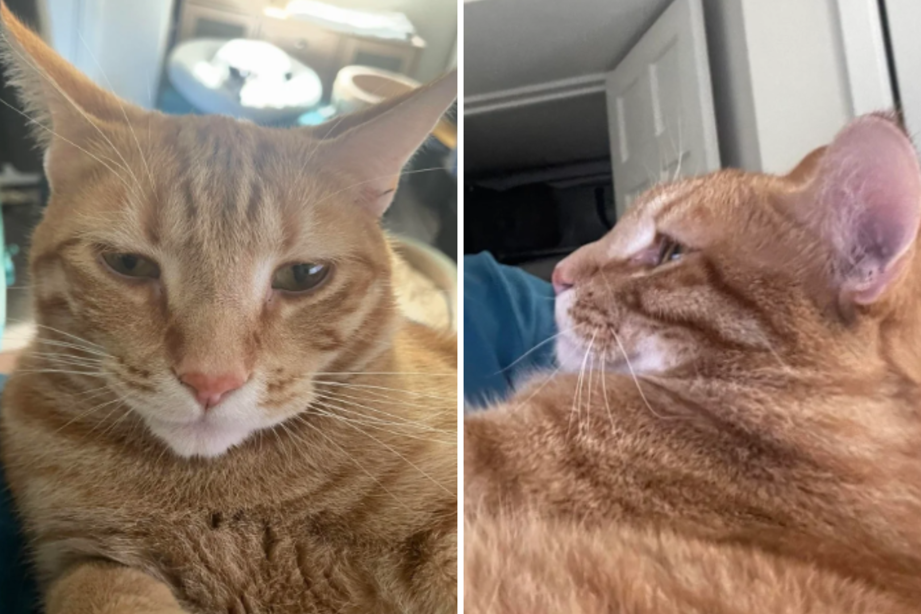 Wife Leaves Husband With Cat He ‘Doesn’t Like’—Then Gets Shock Photos