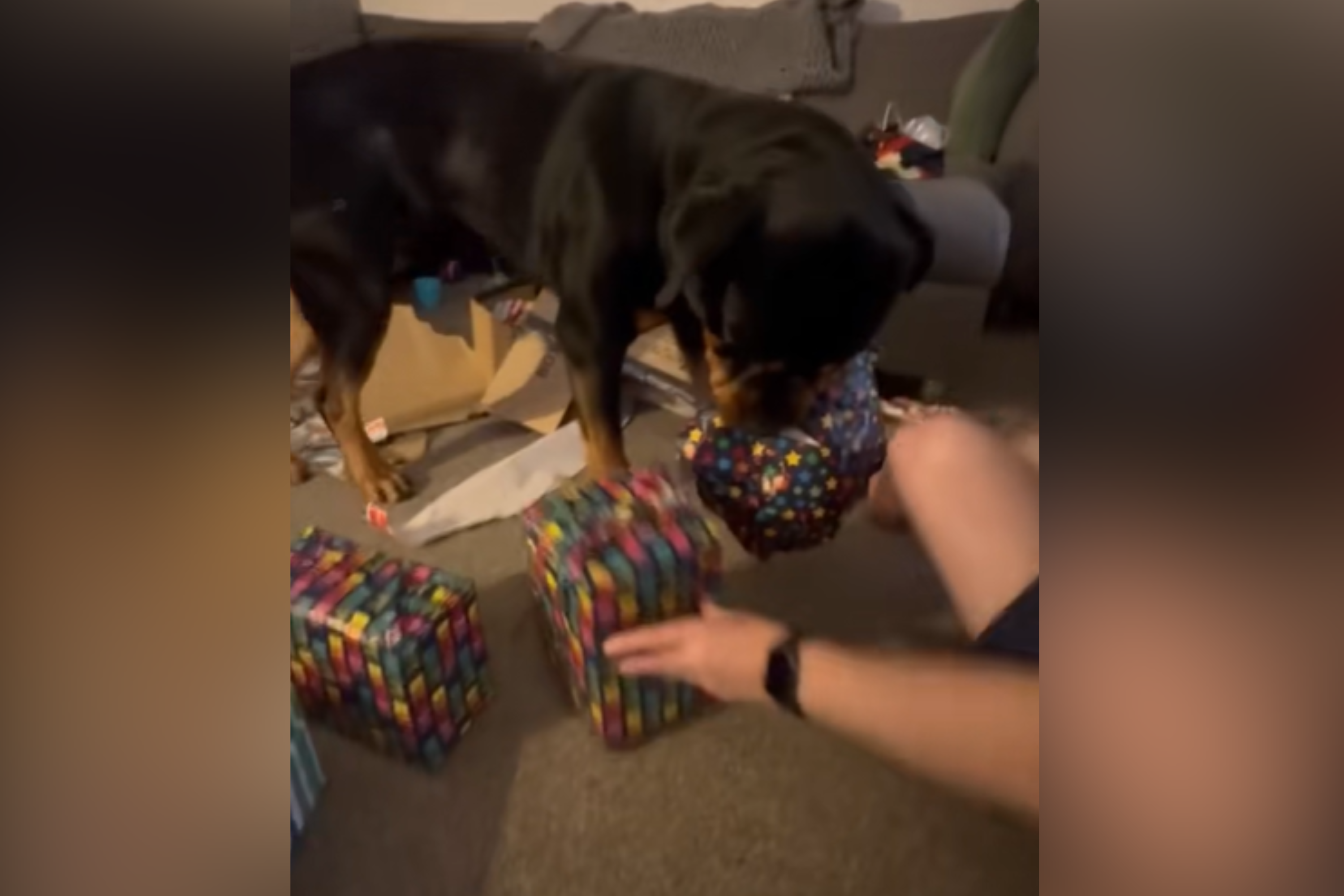 Shelter Dog Finally Gets Adopted—and Has the Birthday He Deserves