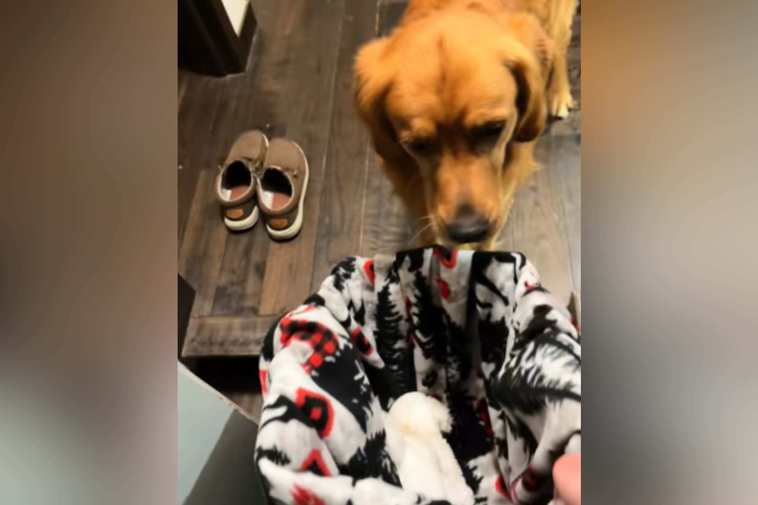 Golden Retriever Devastated As Owners Take Toy Away—Until He Realizes Why