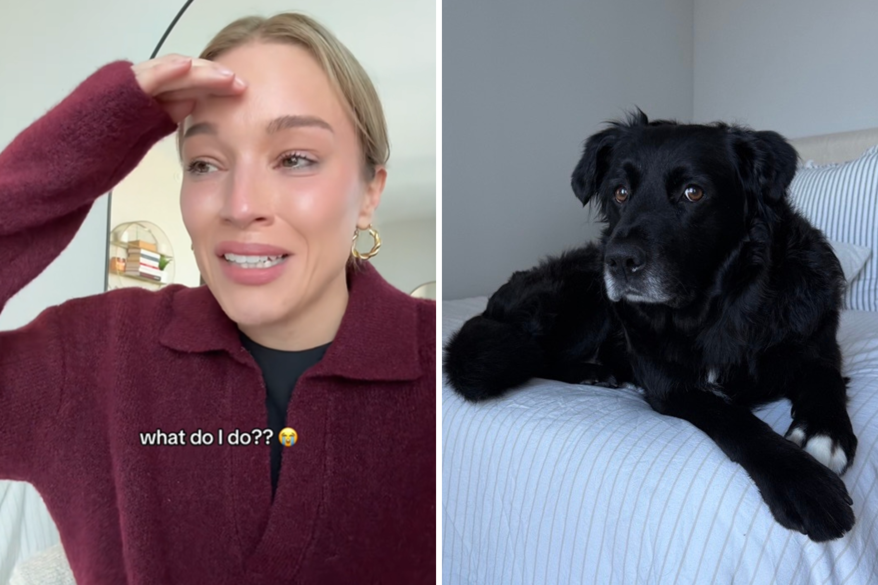 Woman Fosters Dog, Backfires Within 2 Days: 'What Do I Do?'