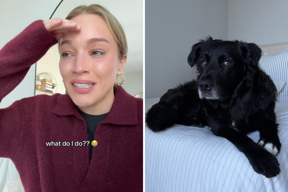Woman Fosters Dog, Backfires Within 2 Days: 'What Do I Do?'