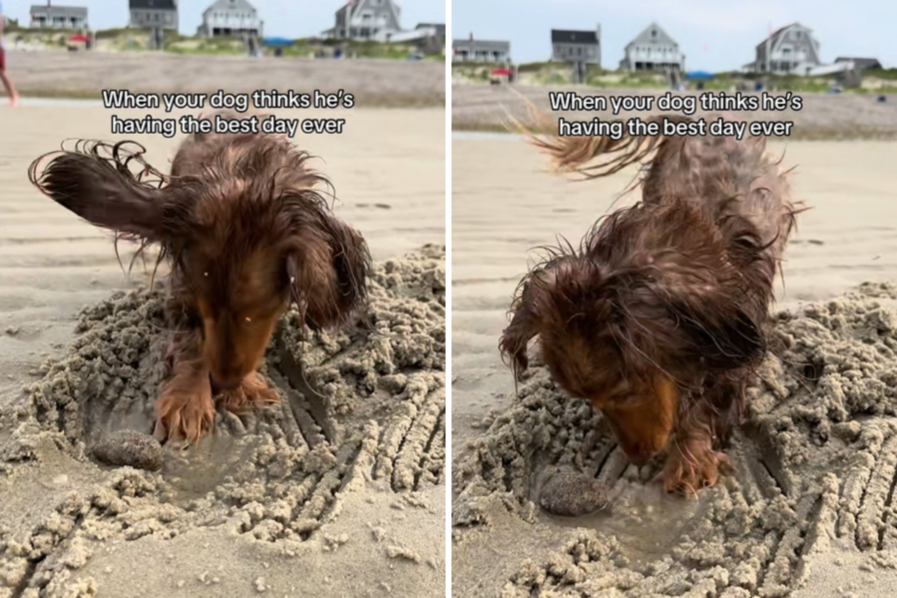 Laughter As Dachshund’s ‘Best Day Ever’ Ends in Unexpected Heartbreak