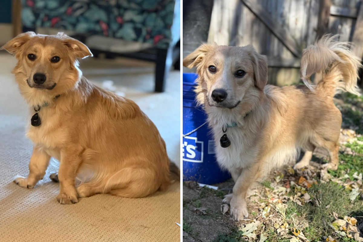 Woman Fosters Golden Retriever-Corgi Mix&mdash;Can& 039;t Cope With What He Does