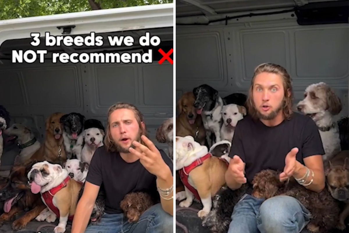 Dog Trainer Reveals 3 Breeds To Avoid If You Re A First Time Owner