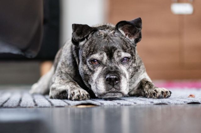 Tears as Dog Abandoned in Apartment With Heartless Note: ‘I No Longer ...