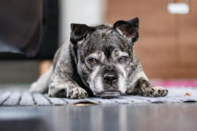 Senior dog found inside apartment