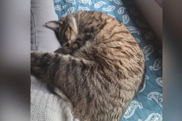 Cat napping next to owner