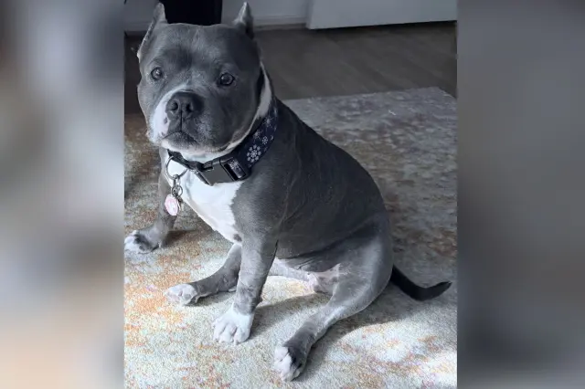 Staffordshire terrier named Lilly Rose