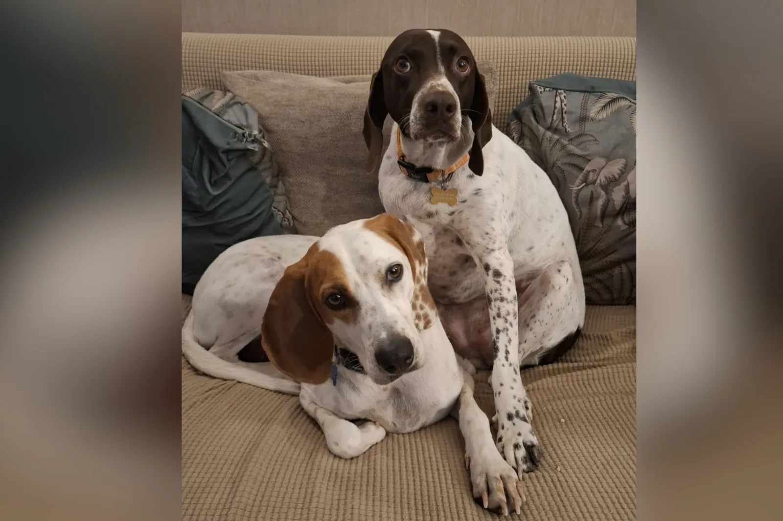 Inseparable rescue dogs