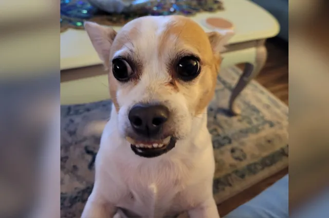 15-year-old chihuahua mix