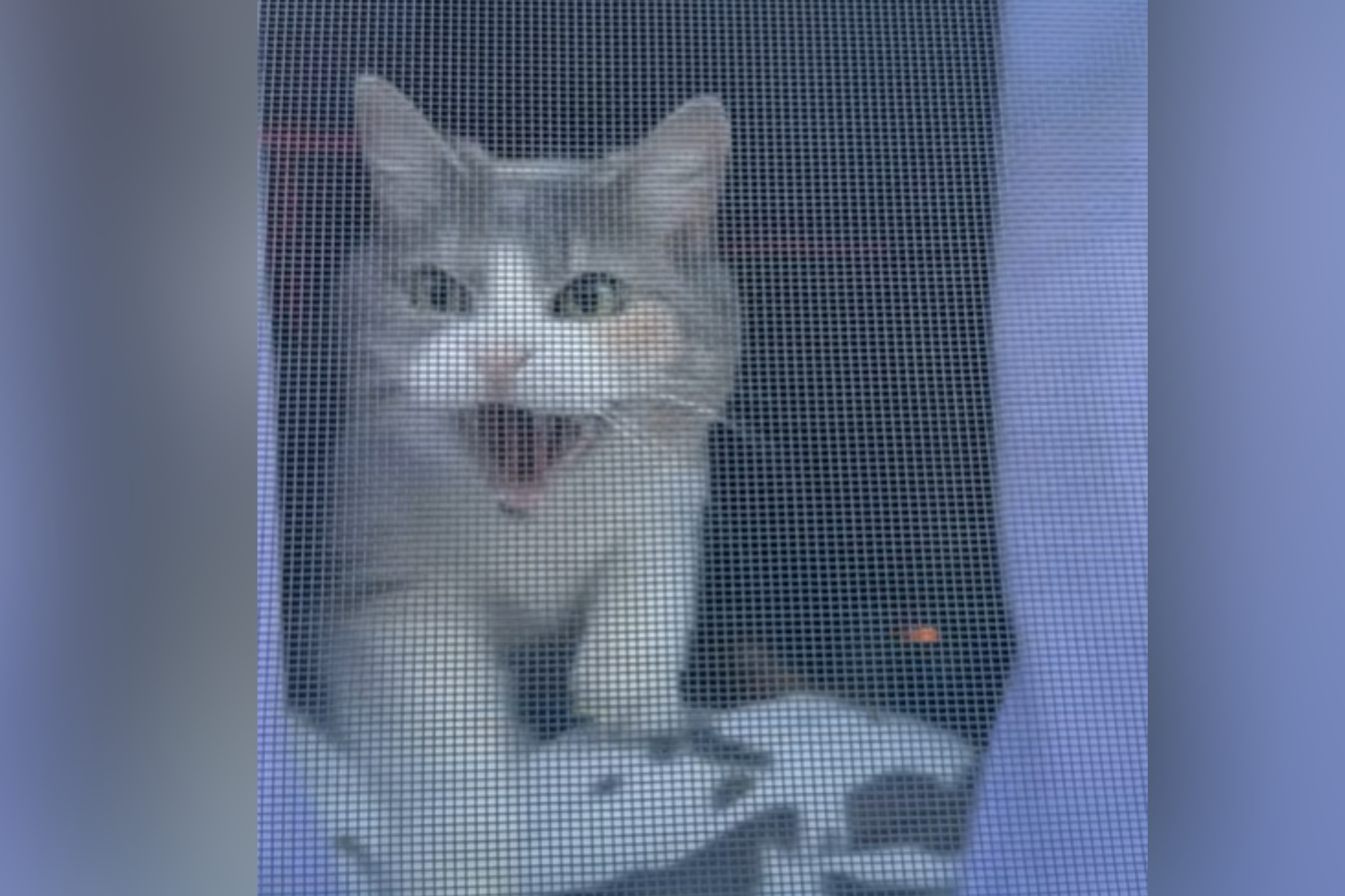 Moment Cat Guarding House Realizes Who’s Approaching: ‘Is That You?’