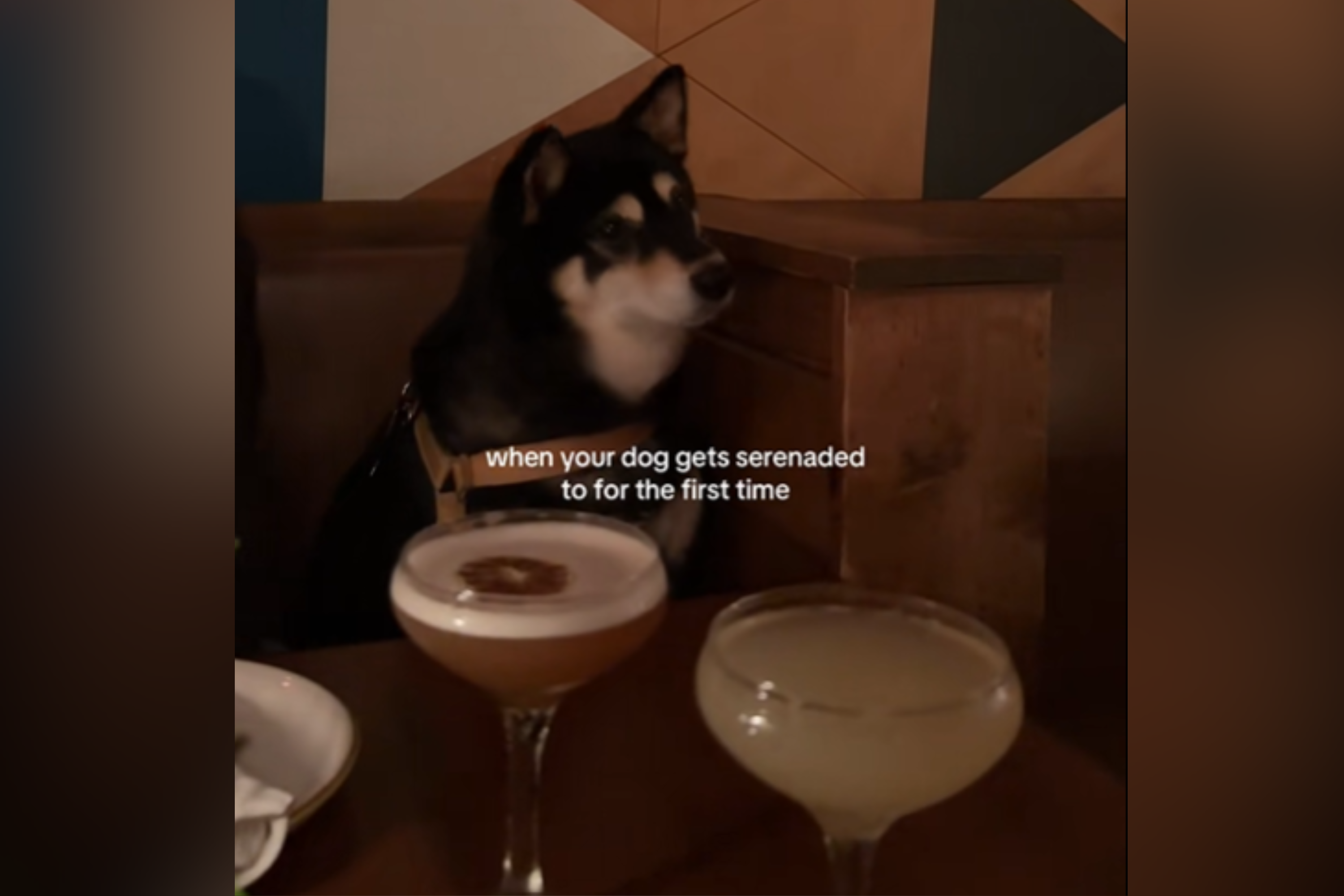 Tears at How Owner Celebrates Shiba Inu’s 10th Birthday: ‘All for Me?’