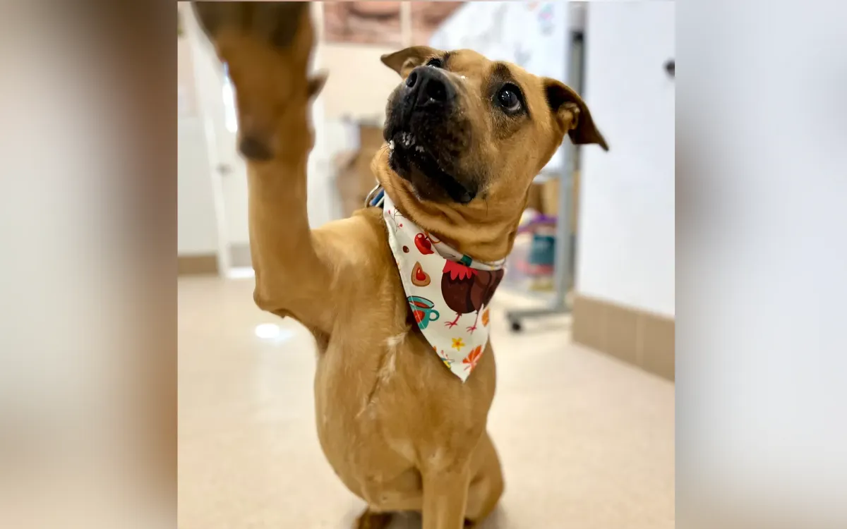 A dog preparing for his Thanksgiving meal.