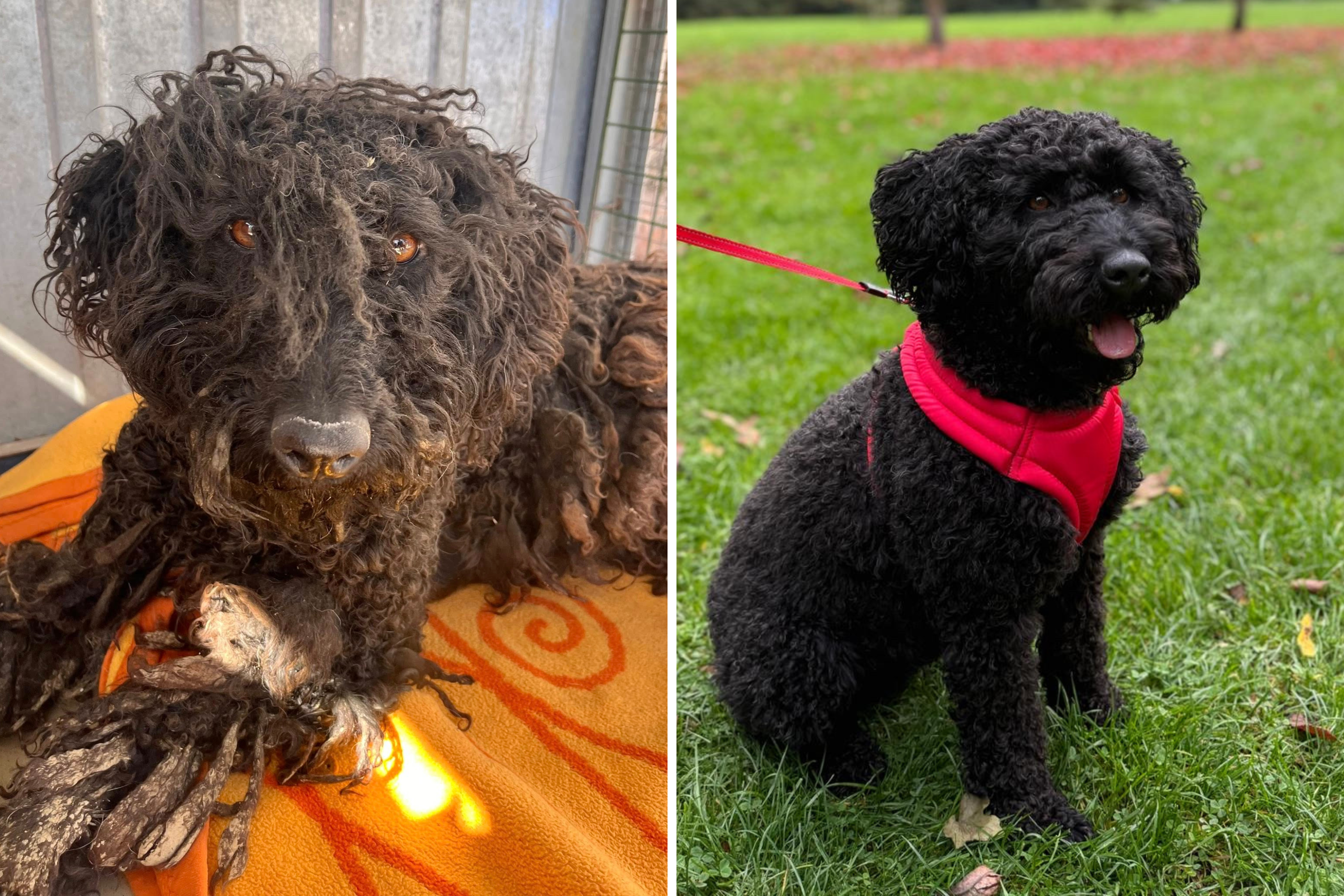 I  Adopted a Nervous Dog—I Can’t Believe What She Did on Her First Day
