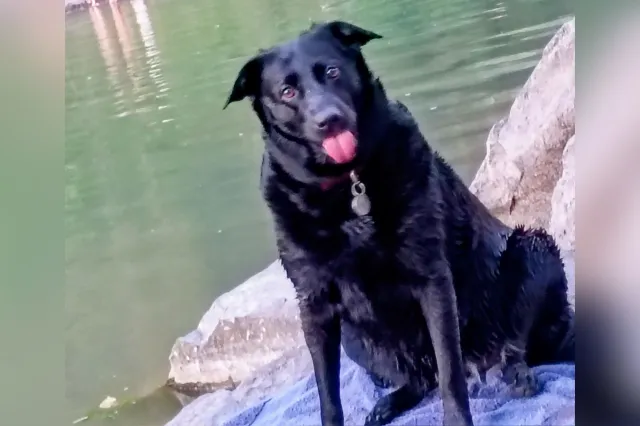 Lab mix with tongue out