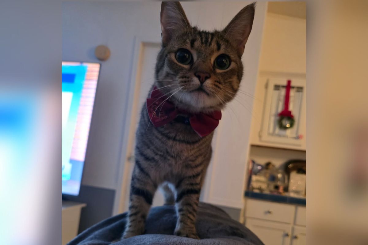 Un gato con impresionantes habilidades para buscar objetos gana el premio ‘Mascota de la semana’