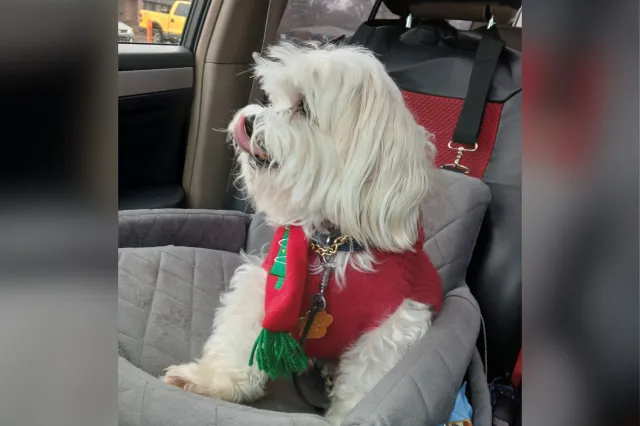 Maltese wearing Christmas sweater