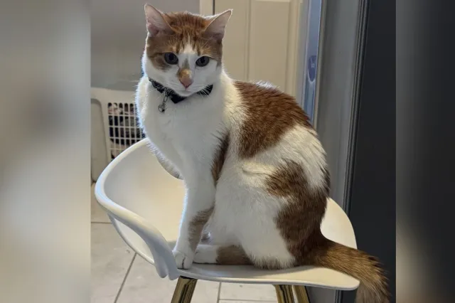 Orange and white cat