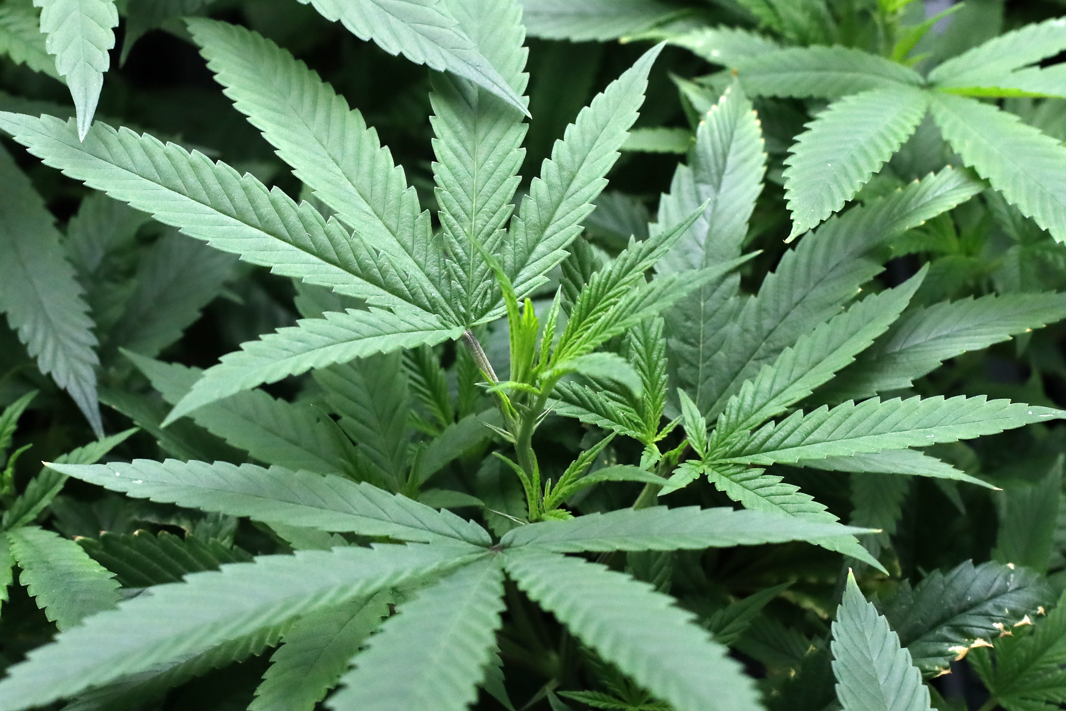 Trump Just Issued a Major Marijuana Executive Order—Here's What Changes