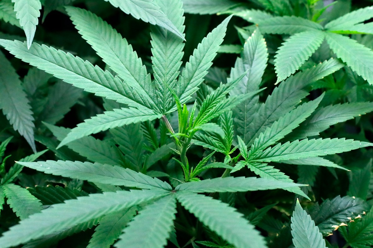 Trump Just Issued a Major Marijuana Executive Order&mdash;Here& 039;s What Changes