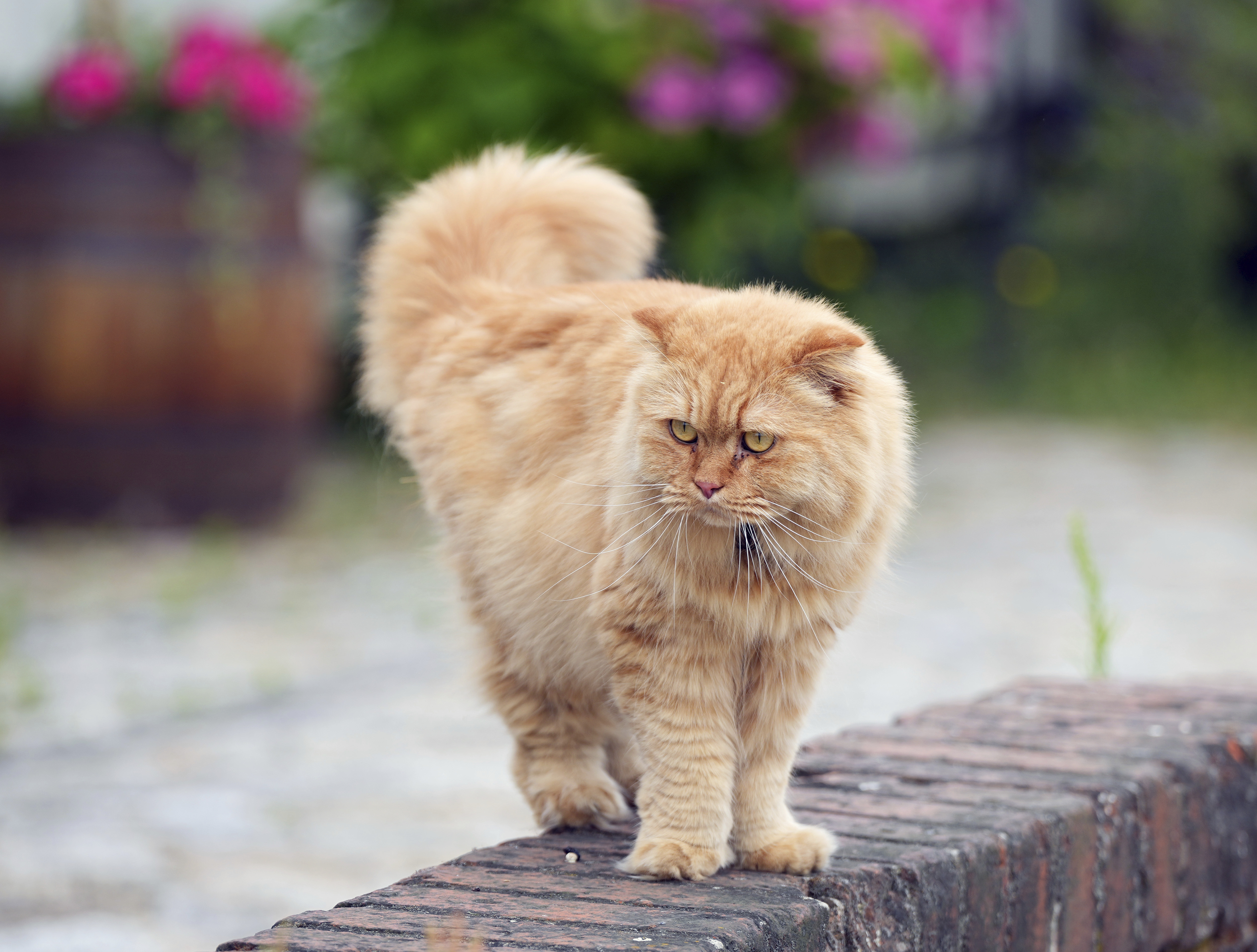 MEOW-1 Trial Starts: What to Know About 'Cat Ozempic'