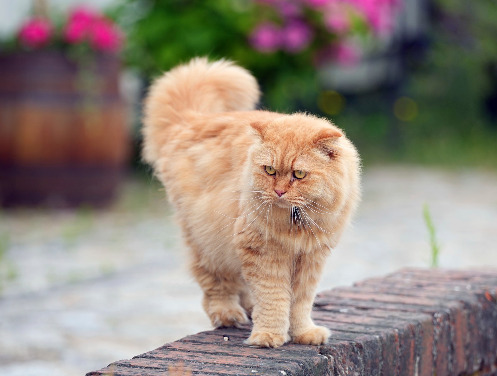 MEOW-1 Trial Starts: What to Know About 'Cat Ozempic'