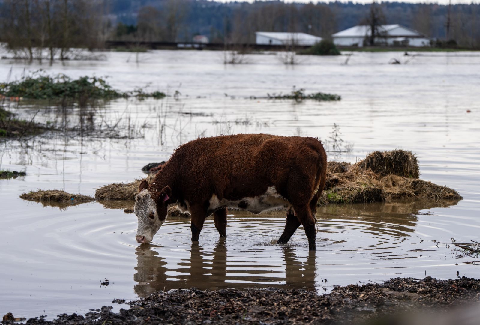 Washington Forecast to See Another Atmospheric River After Record ...