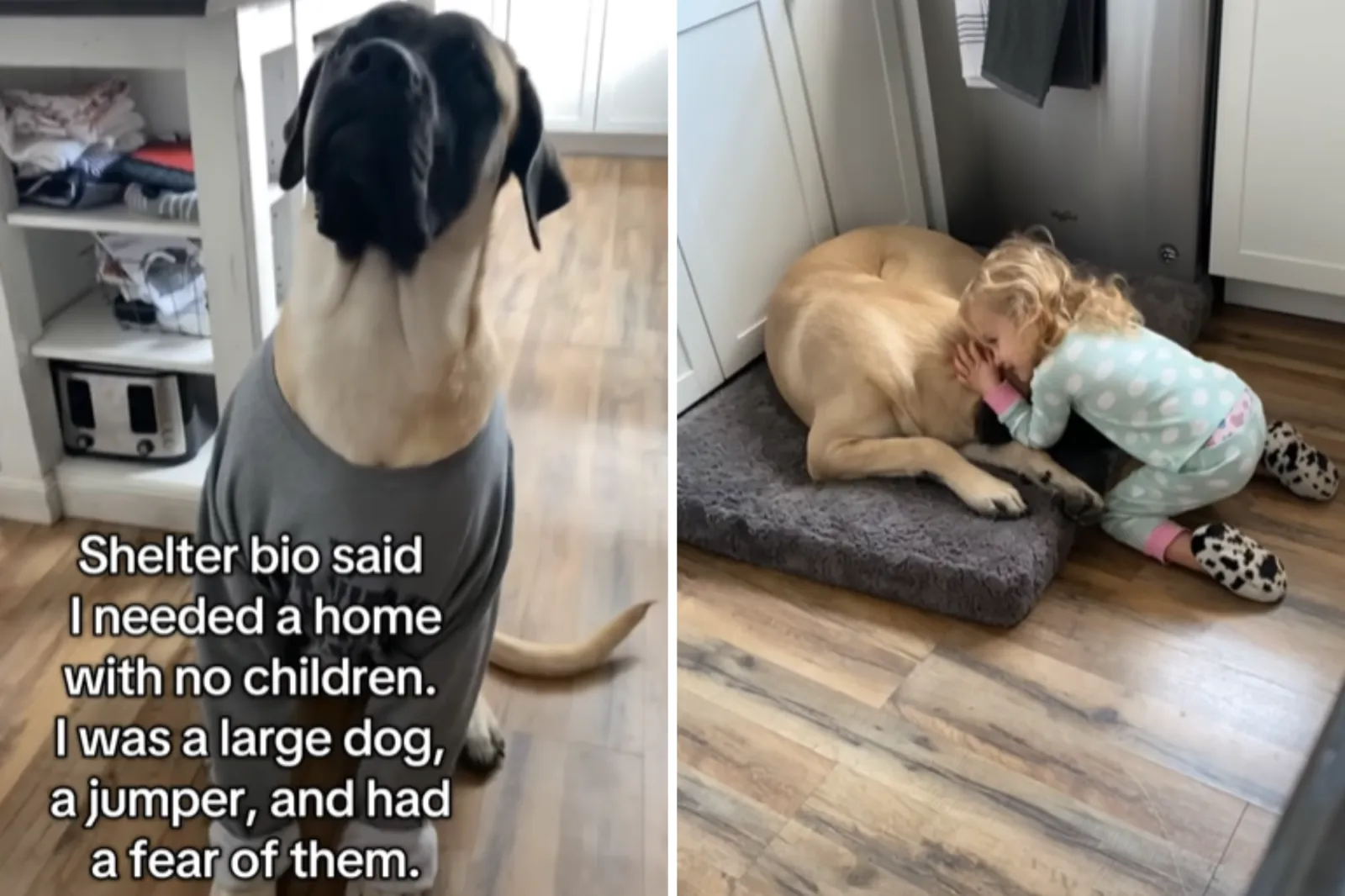 Shelter Note Says Dog Can’t Be Around Children—Mom Proves Everyone Wrong