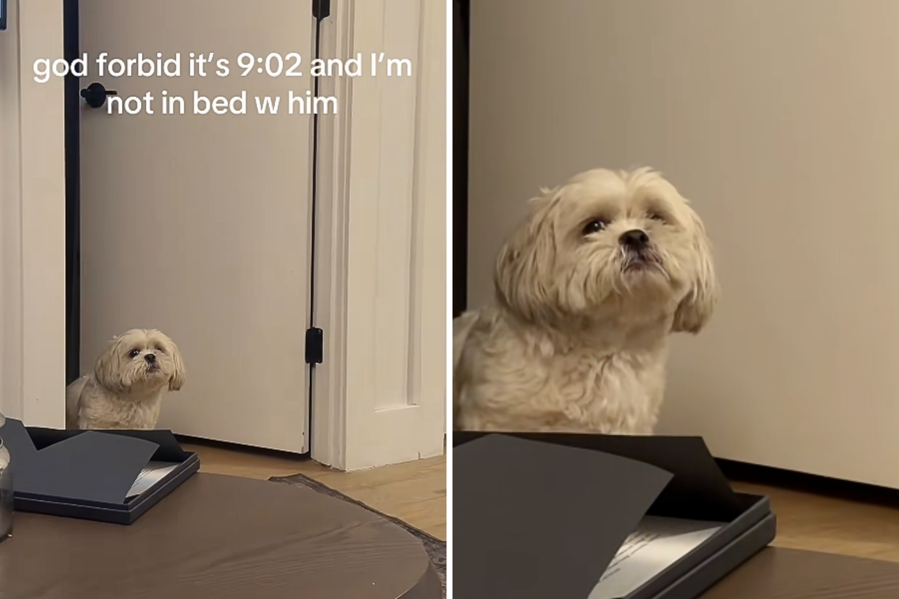 Hysterics at What Dog Does After Realizing Owner Is 2 Minutes Late for Bed