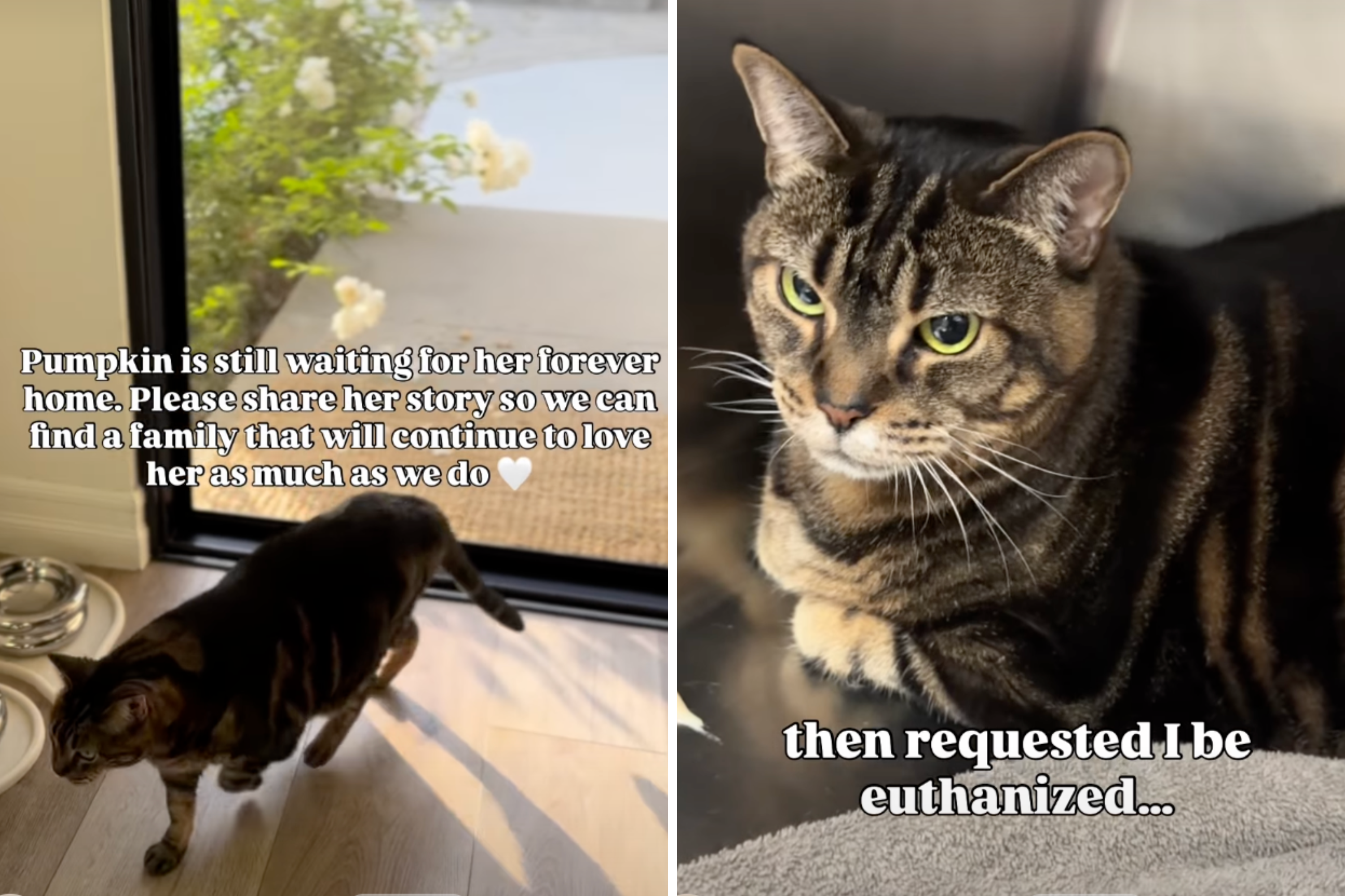 Rescuers Have Message for Owner Who Tried To Euthanize 11-Year-Old Cat