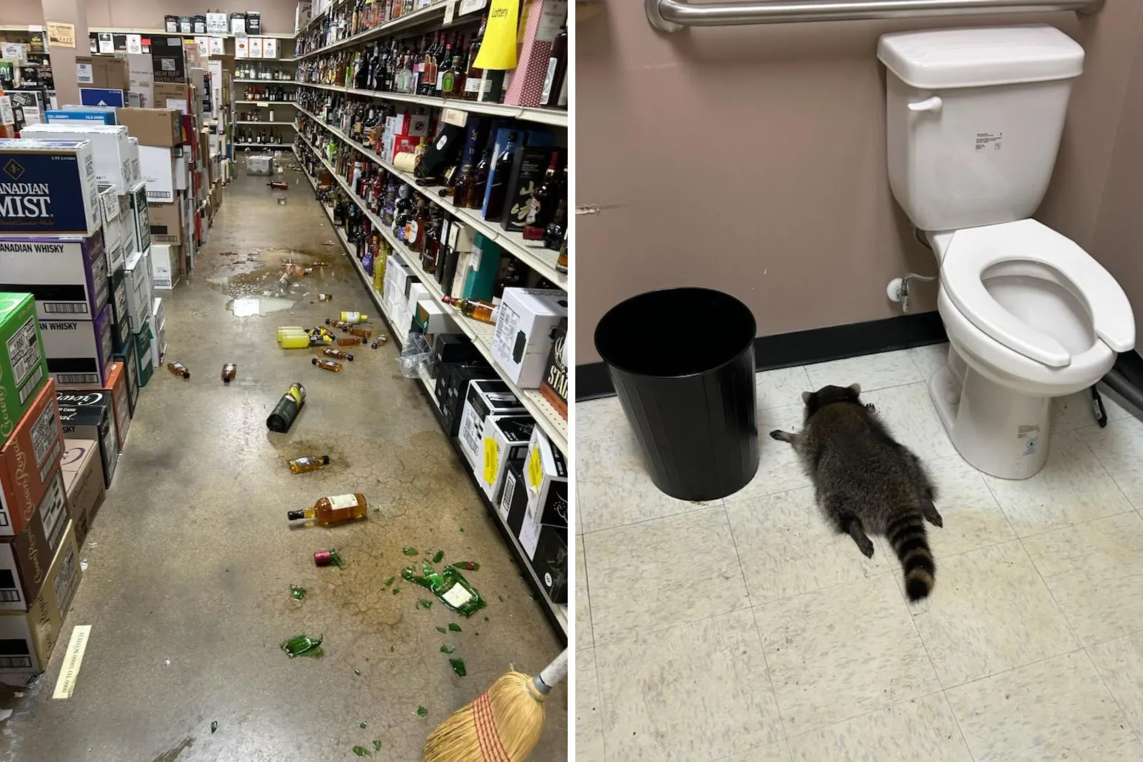 Raccoon breaks into liquor store