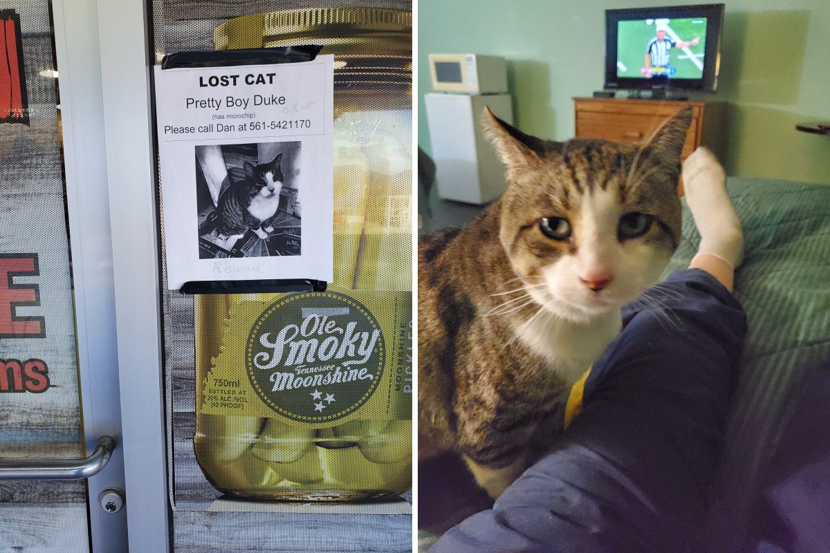 Gato perdido en un viaje por carretera; semanas después, el propietario llamó